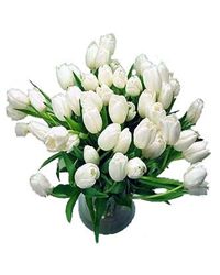 white tulips